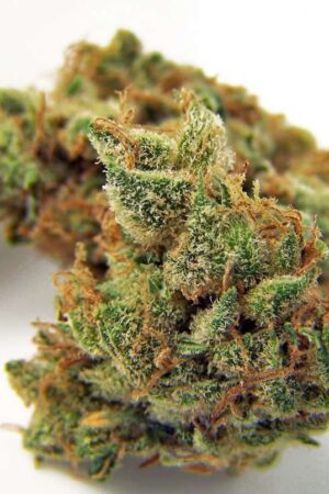 Northern Lights
